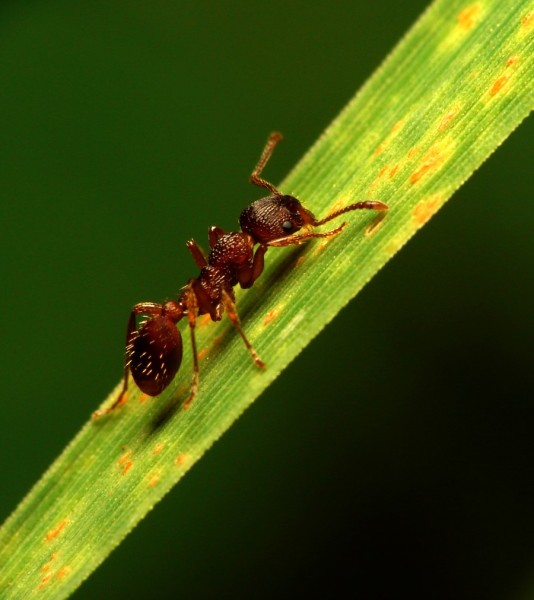 ant-leaf